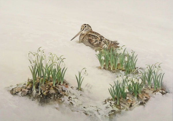 Jonathan Sainsbury, WOODCOCK AND SNOWDROPS
