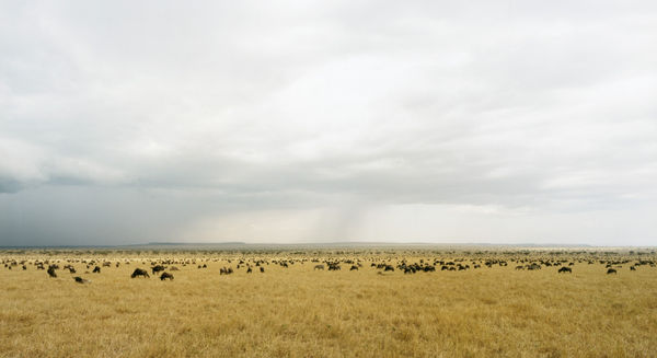 Masai Mara I