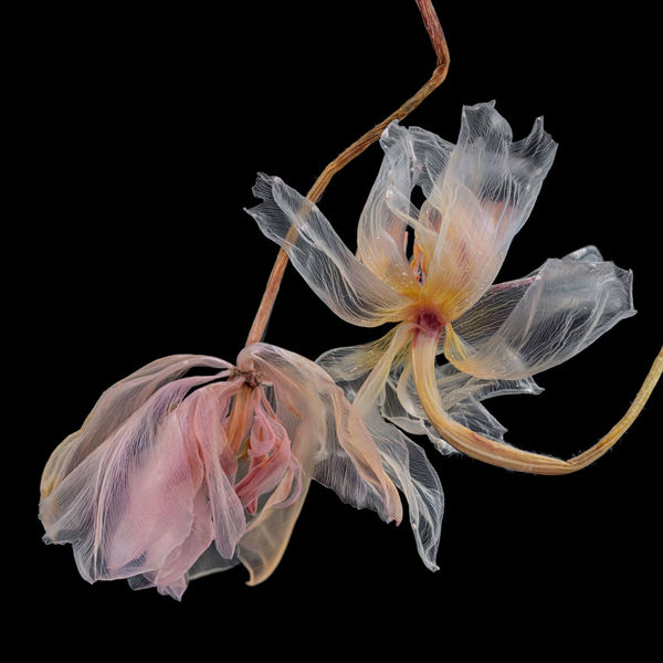 Kathrin Linkersdorff, Fairies I / 5, 2020