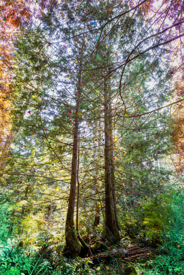 Twins (Cedar Forest)