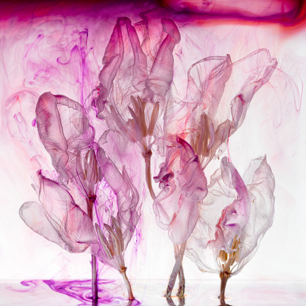 Kathrin Linkersdorff, Fairies VI / 6, 2021