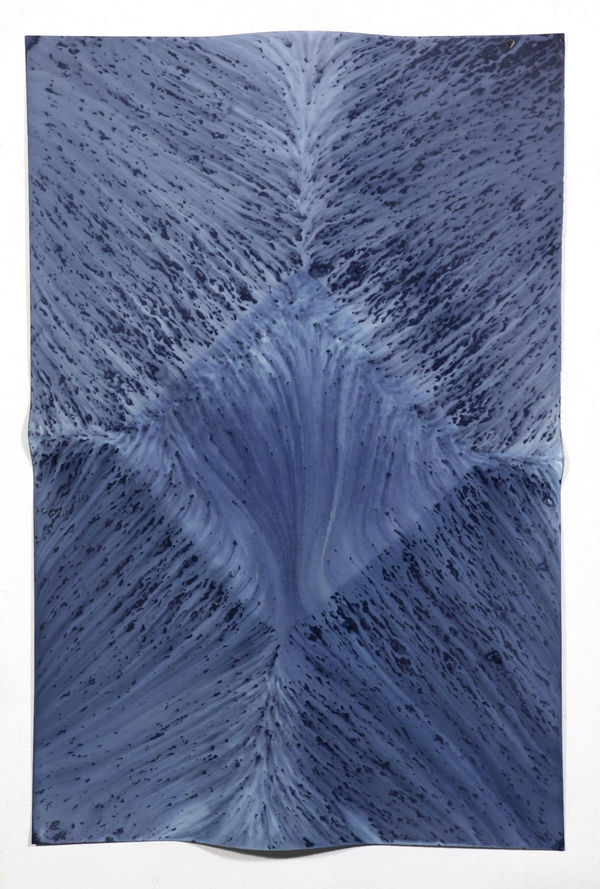 Ecotone #1 (Bainbridge Island, WA 04.04.16, Draped with Shower and Drizzle)