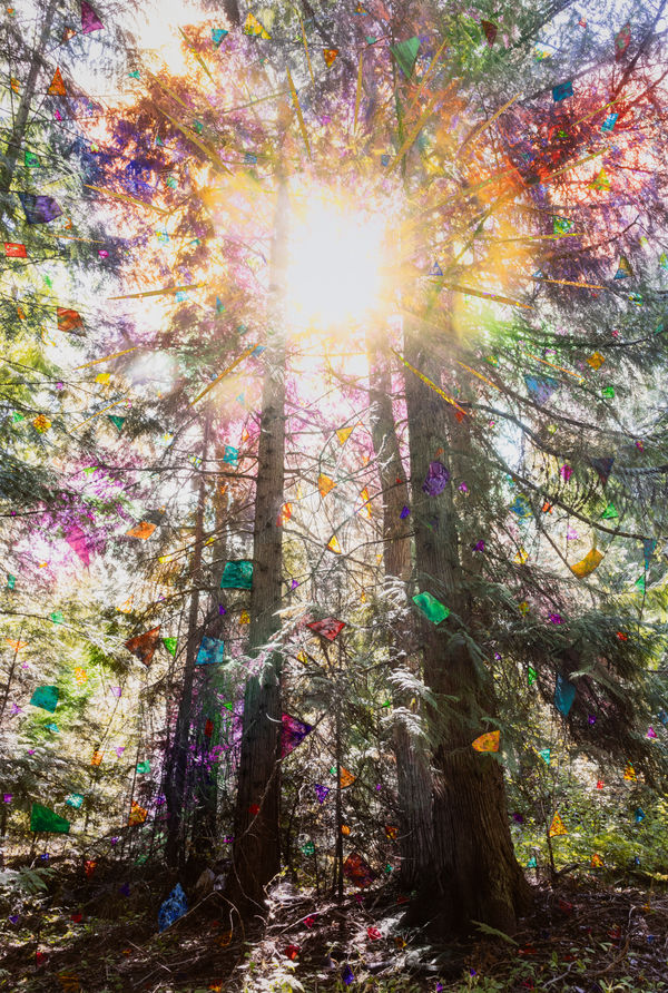 Sun Burst (Cedar Forest)