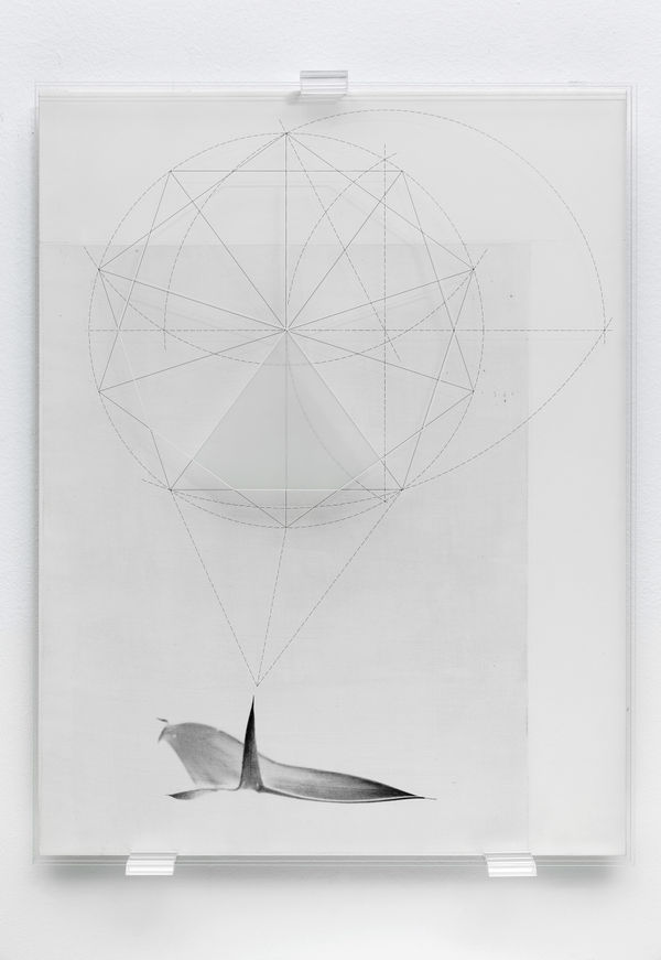 michele guido, rjbm _17.02.12 _01 _02 _encephalartos horridus genera pentagono della melancolia, 2012-2014