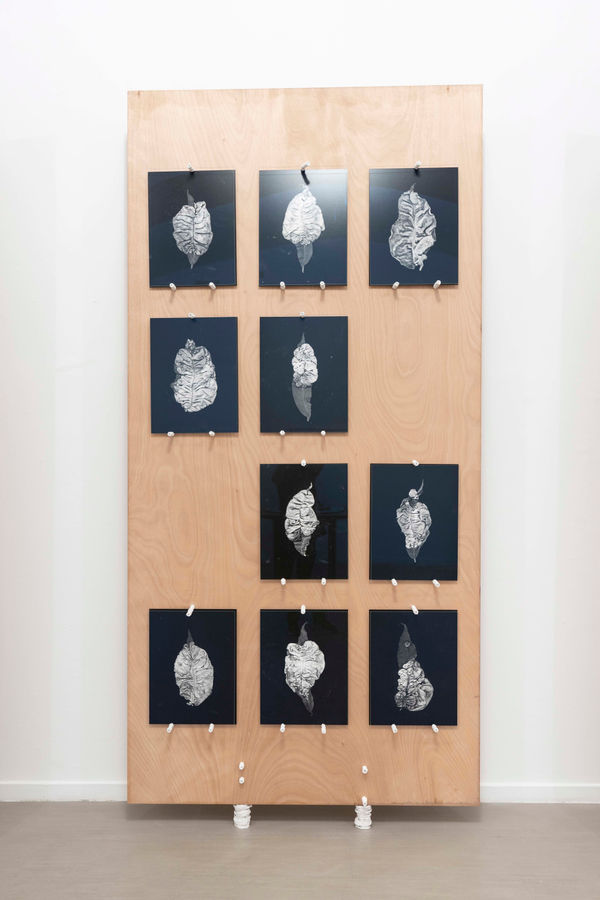 Michele Guido, taphrina deformans_2015/2021, 2021