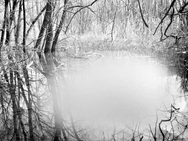 Mariella Bettineschi, Natura (stagno), 2010