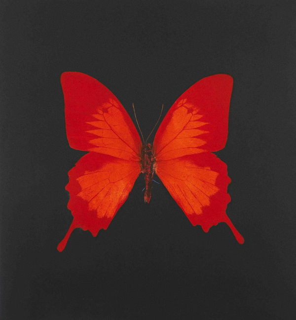 Hirst The souls of Jacobs Ladder print for sale