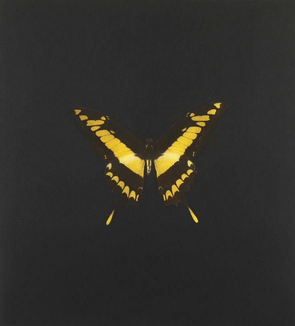 Hirst The souls of Jacobs Ladder print for sale