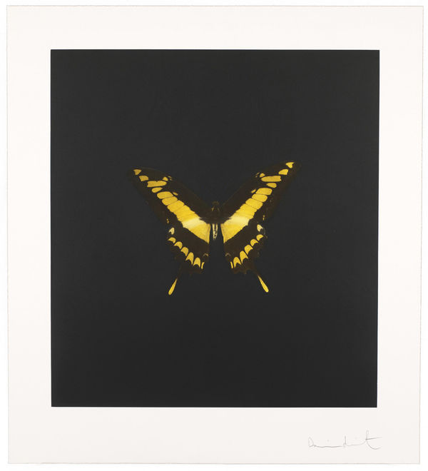 Small Yellow Butterfly