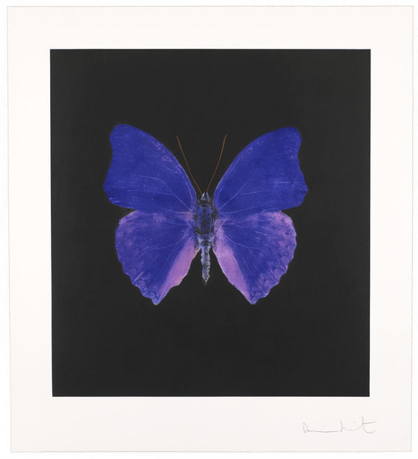 Purple Butterfly