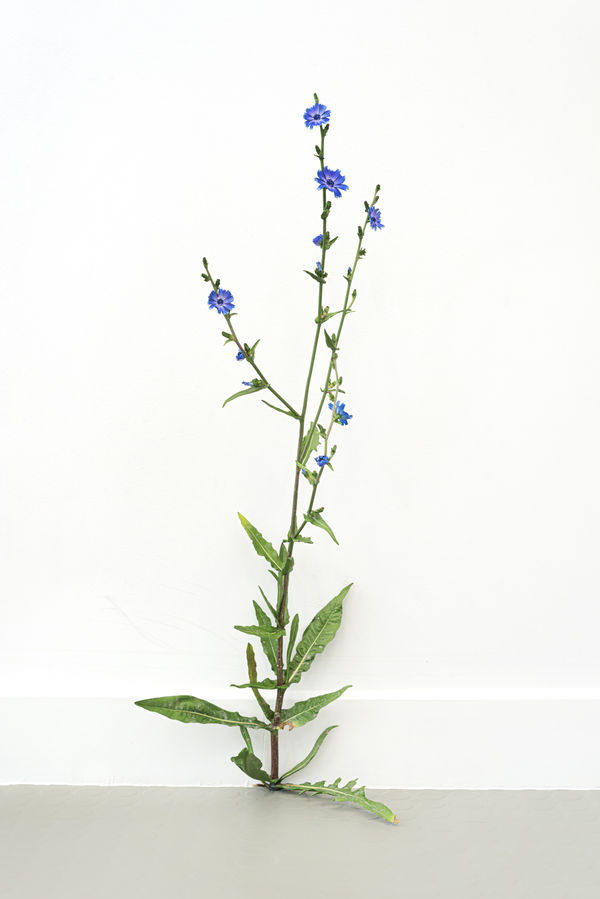 Installation view, Tony Matelli, at Andréhn-Schiptjenko, Paris, 2020. © C. Maignien