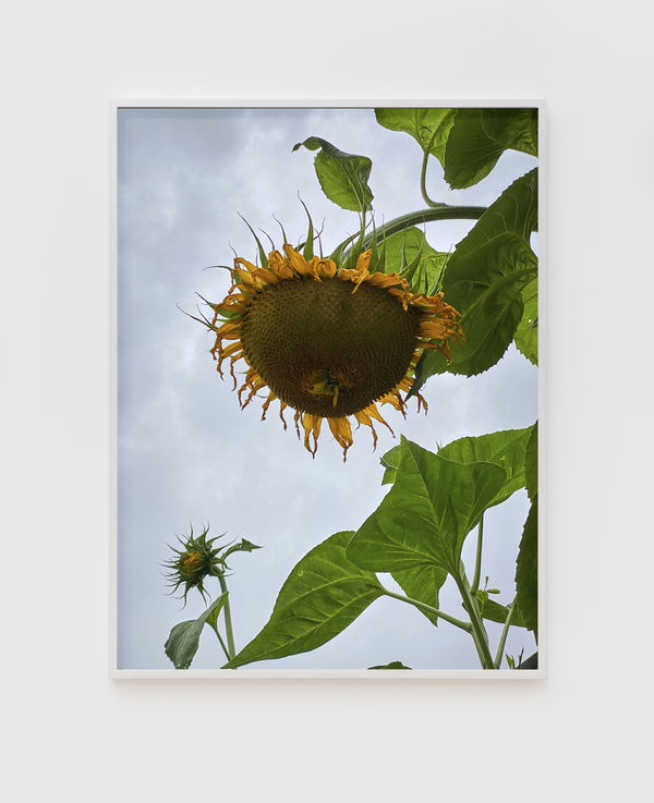 Roe Ethridge Bent Sunflower in School Garden, 2020 Dye sublimation print on aluminum 32 x 24 inches (81.3 x 61 cm.) Edition of 5 plus 2 artist's proofs