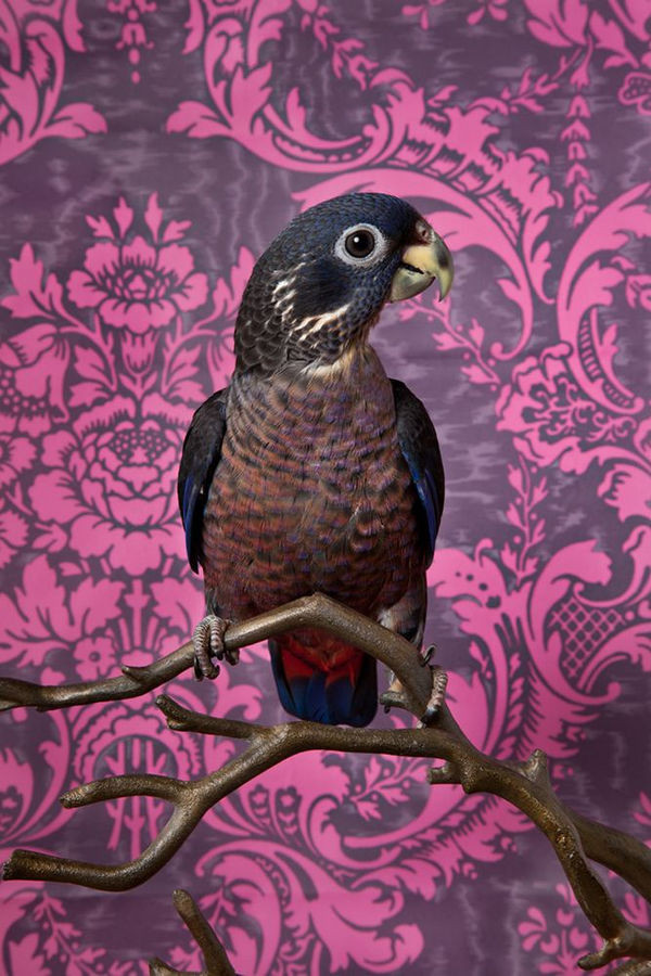 C L A I R E R O S E N Dusky Pionus, 2012 Archival Pigment Print 16.5” x 11 $800