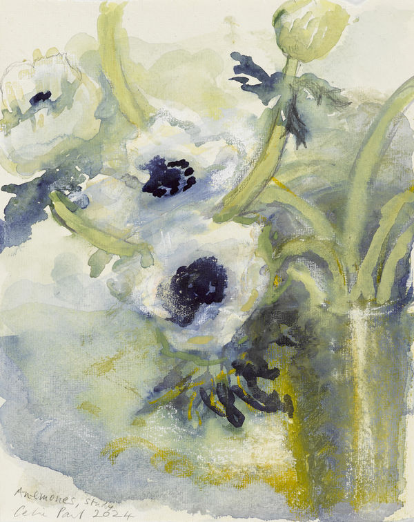 Cp536 Anemones Study 2024 Edge