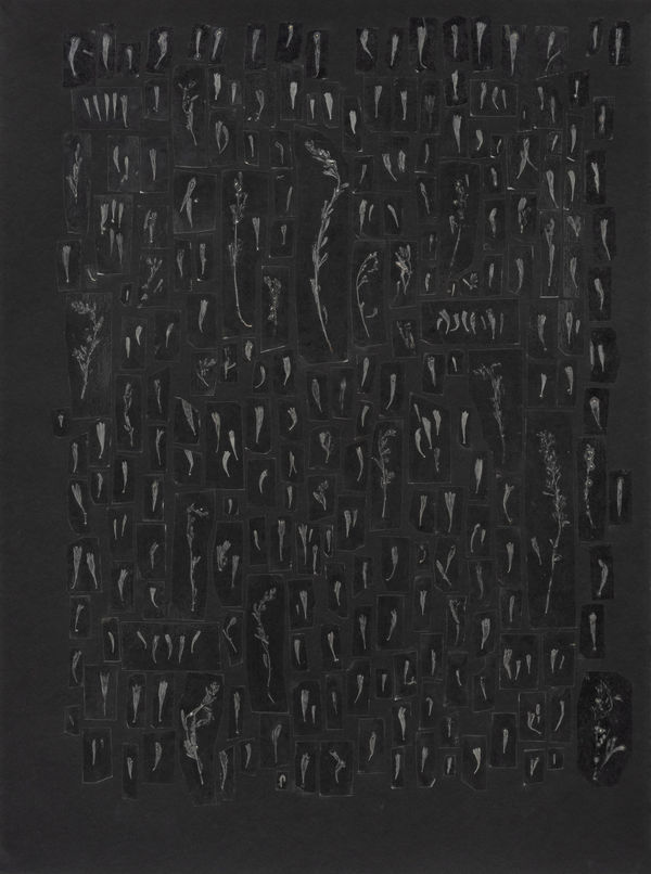 Sean McFarland alluvial fan, strange attractor (desert sage) Great basin desert dust, sagebrush trichomes, tape, paper 2023 21 x 28"