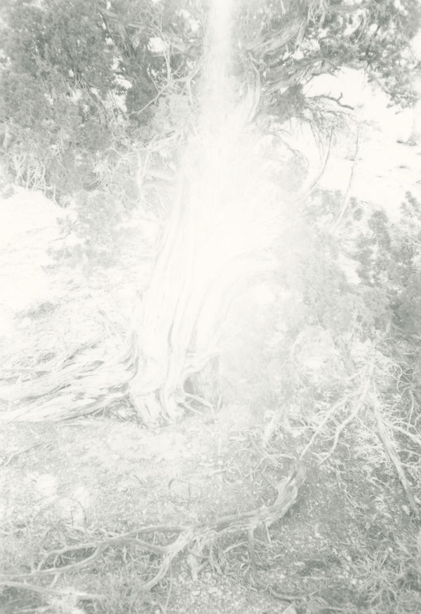 Sean McFarland alluvial fan, strange attractor (light, juniper) Silver gelatin print 2023 8 x 10" Edition of 3