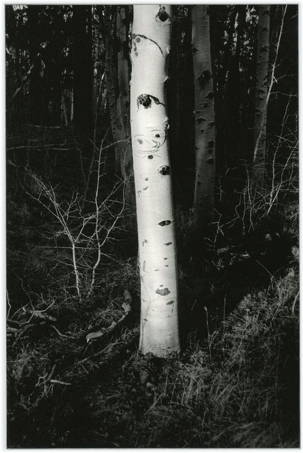 Untitled (4.5 billion years a lifetime, tree aura)​, 2019 silver gelatin print, graphite 4 x 6 inches edition 1/5 + 2AP