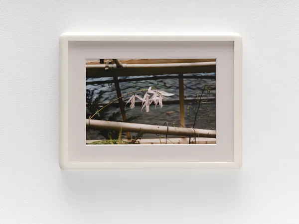 Luz Caraba&ntilde;o p&eacute;talos rosa, 2025 Archival pigment print 5 x 7 1/2 in. 12.70 x 19.05 cm 7 3/4 x 10 1/4 x 1 in. (framed) 19.68 x 26.04 x 2.54 cm (framed) Edition of 1 + 1AP