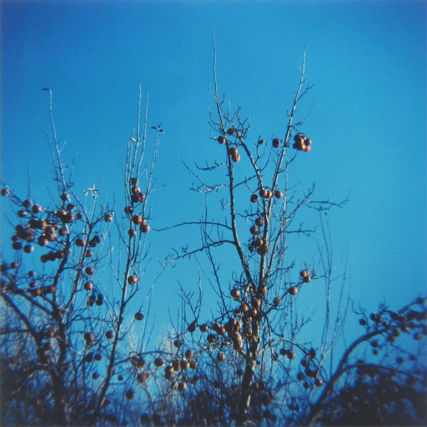 Amy Blakemore Red Apples, 2018 chromogenic print 15 x 15 in (38.1 x 38.1 cm) ABL 257 $3,000