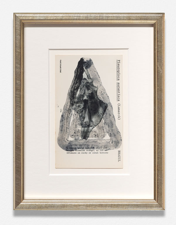 Jamal Cyrus, Untitled [Pleuroploca aurantiaca (Lamarck) – BRAZIL], 2026