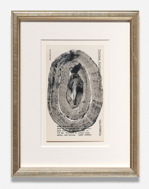 Jamal Cyrus, Untitled [Fusinus barbarensis (Trask) – CALIFORNIA], 2026