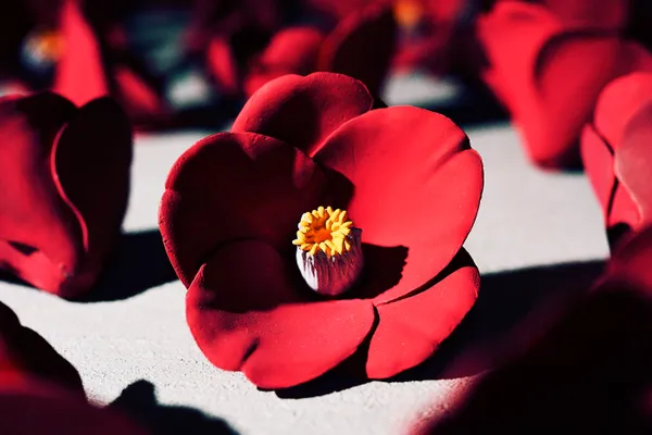 Camellia Fields KOSAKU KANECHIKA