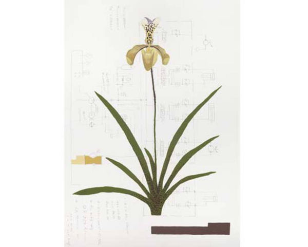 Da s&eacute;rie (from the series) &Aacute;poro (Paphiopedilum Gratrixianum), 2013