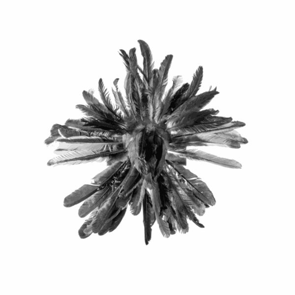 Zé Carlos Garcia, Cocar, 2019