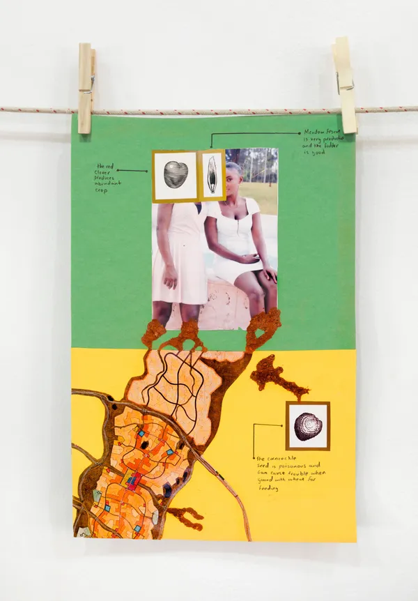 corncockle, red clover, meadow fescue, A Walk series, 2021