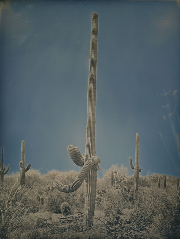BINH DANH Saguaro National Park #4, 2014 Daguerreotype, Unique (in camera exposure) 12.75 x 10.5 inches, framed SOLD