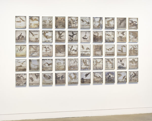 Matthew Brandt Eagles 1-50, 2017-2019 50 Daguerrotypes made from American Silver Eagle coins and glass 10 x 8 x 1 inches, each