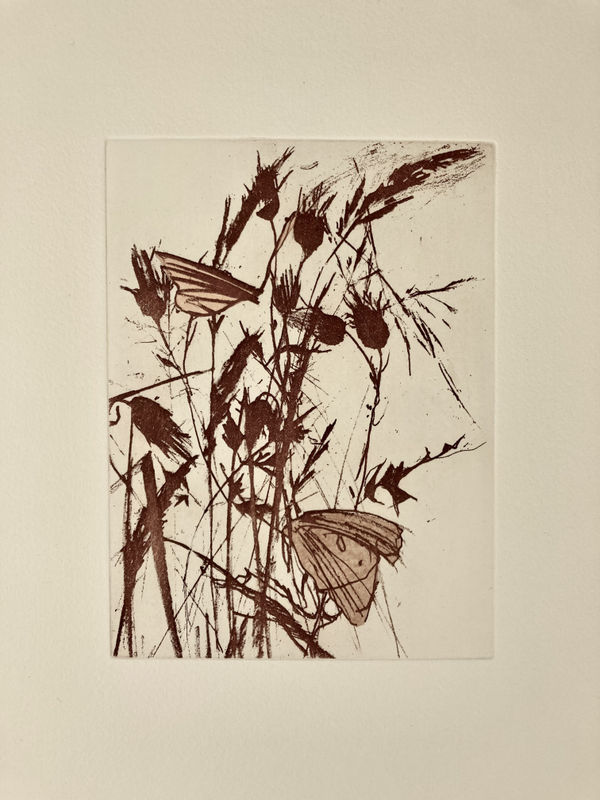 Helen Kennedy , Thistle Butterflies, 2024