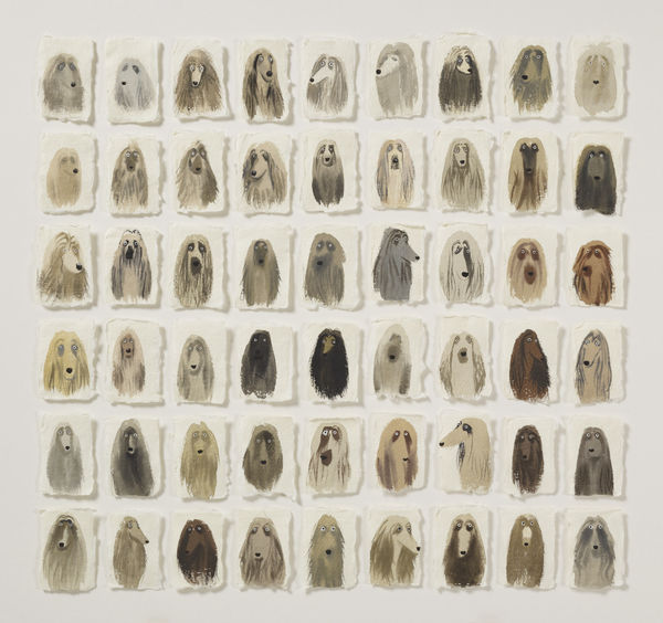 A Pack of Afghan Hounds