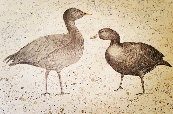 Penny Berkeley The Geese 2023 35 x 50cm pencil and pen £150