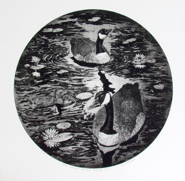 Tim Mitchell NORTH GREENWICH PENINSULA ECOLOGY PARK Aquatint etching, print Edition 8 of 50 50 x 50cm £335 (framed) £285 (unframed)