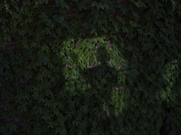 Chinaedu E. Nwadibia