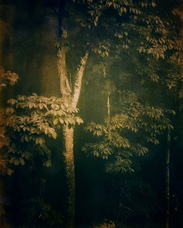 ALCHEMY OF NATURE Diana Bloomfield, Bob Carnie and Christine Fitzgerald