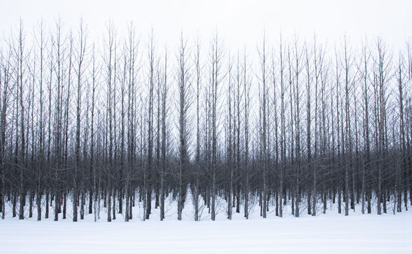 Kate Lloyd, Icelandic Trees 1, 2019