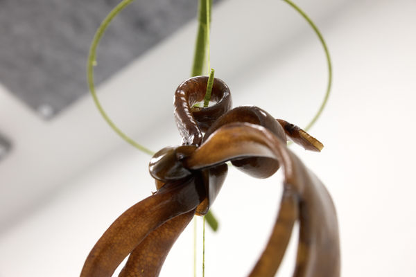 Aorewa: Our here in perspective