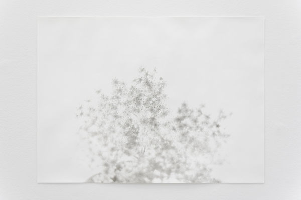 Jochen Lempert, Holunderblüte, 2021