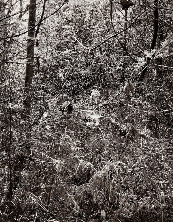 Abeyance, Composition No. 01, 2022