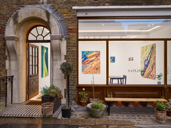 Cecilia Granara Brittle Stars