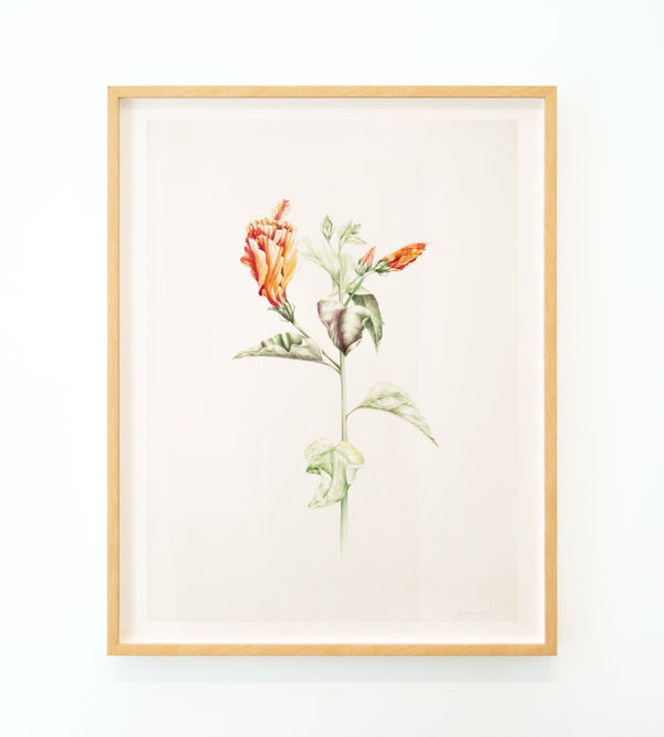 Joanne Julian, Golden Hibiscus, 2013