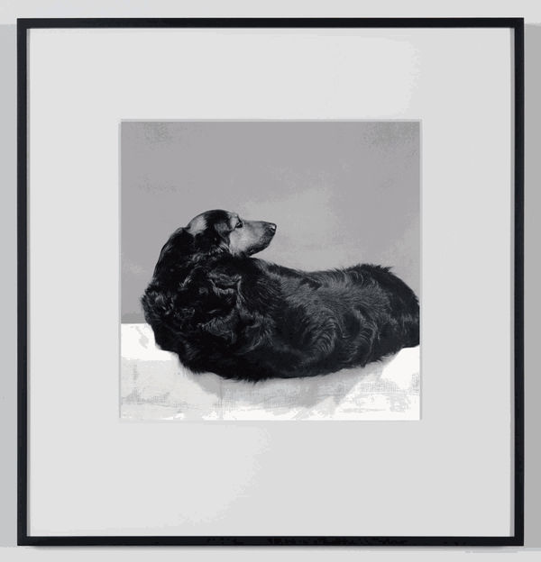 Robert Mapplethorpe Muffin, 1981 Gelatin silver print / printed 2011 20 x 16 inches