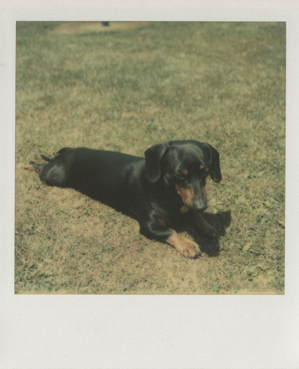 Andy Warhol Archie on the grass, 1973 4 1/4 x 3 1/2 inches Polaroid