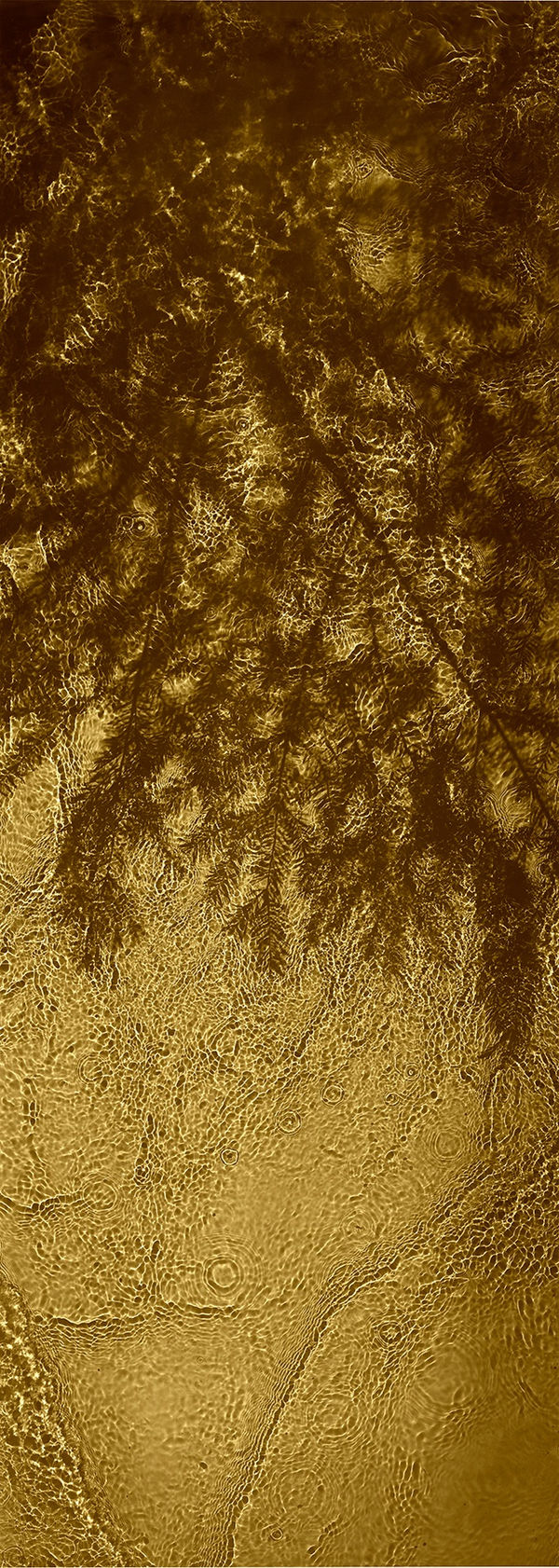 The Streens, Fir , 1998 - 2020