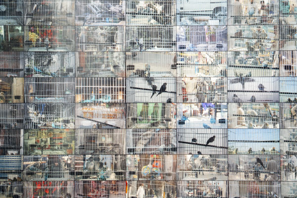 Rashid Rana, Dead Birds Flying V, 2006 - 2007 (Detail)