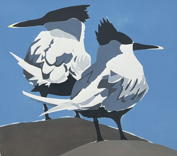 Lisa Hooper, Sandwich Terns II ed. 22