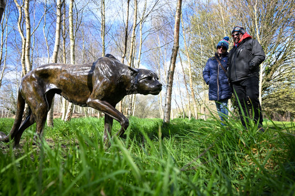 Cheetah by Gill Parker Photo by Finnbarr Webster