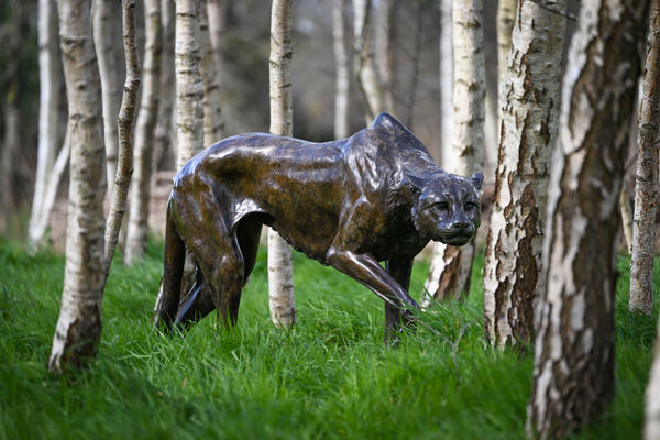 Cheetah by Gill Parker Photo by Finnbarr Webster